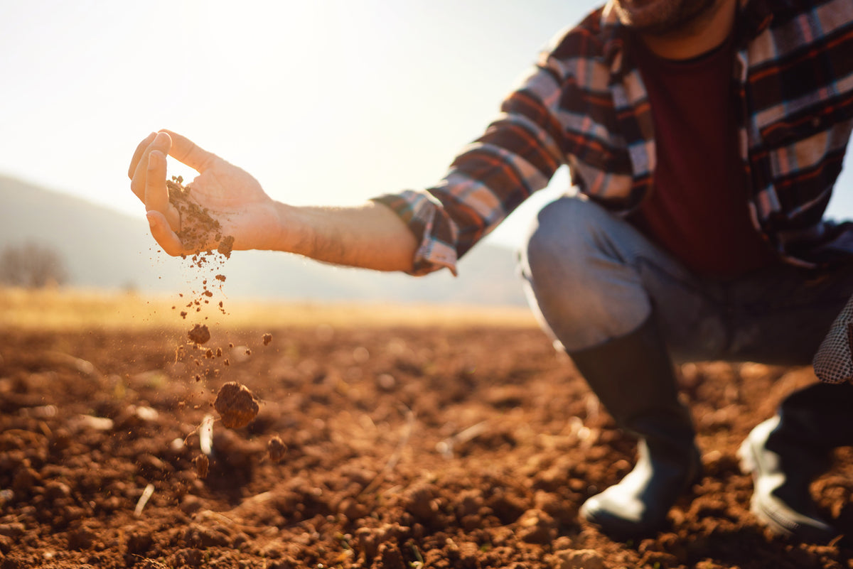 Mycoremediation: How Mushrooms Help Clean Up the Environment